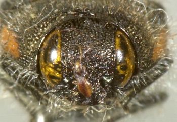 Media type: image;   Entomology 24418 Aspect: head frontal view